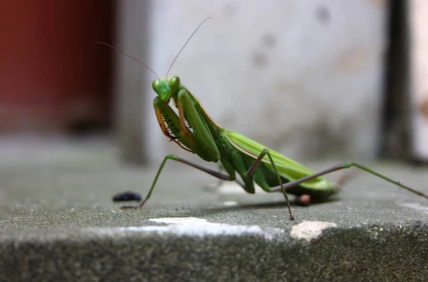 Dying Praying Mantis Mantis Religiosa Agony — Stock Photo, Image