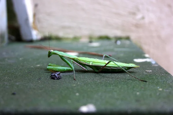 가운데 Mantis Mantis Religiosa — 스톡 사진