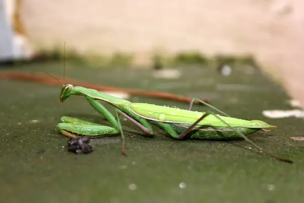 Døende Bønnebok Mantis Religiosa Smerte – stockfoto