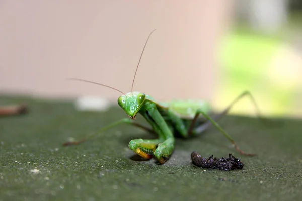 Døende Bønnebok Mantis Religiosa Smerte – stockfoto