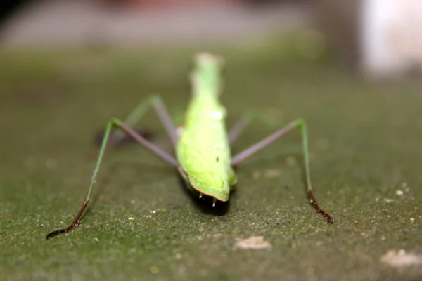 Stervende Biddende Mantis Mantis Religiosa Doodsangst — Stockfoto