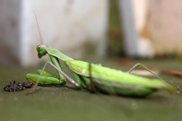 Dying Praying Mantis Mantis Religiosa Agony — Stok Foto