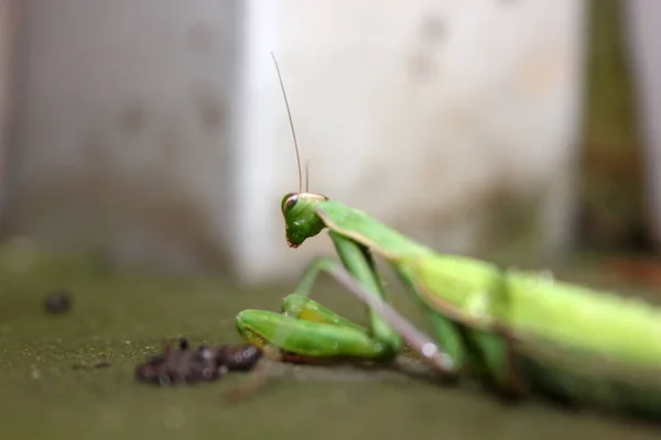 Вмираюча Молитва Mantis Mantis Religosa Агонії — стокове фото