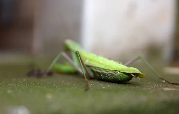 Вмираюча Молитва Mantis Mantis Religosa Агонії — стокове фото