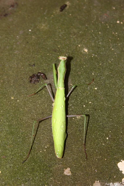 Morir Rezando Mantis Mantis Religiosa Agonía —  Fotos de Stock