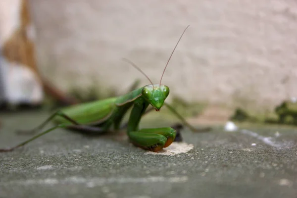 Πεθαίνοντας Προσεύχεται Mantis Mantis Religiosa Στην Αγωνία — Φωτογραφία Αρχείου