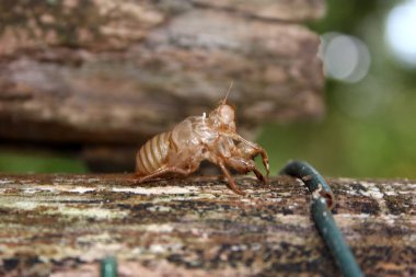 Torre del Lago 'da ağustos böceği söyle.