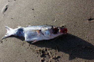 Torre del Lago 'da ölü tekir balığı.
