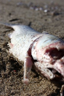 Torre del Lago 'da ölü tekir balığı.