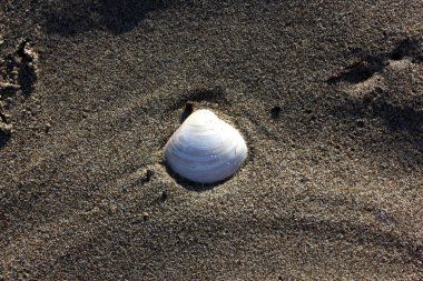 Torre del Lago 'da deniz kabuğu