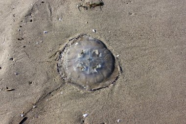 Torre del Lago 'da ölü denizanası.