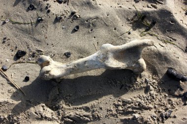 Torre del Lago 'daki hayvan kemiği.