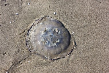 Torre del Lago 'da ölü denizanası.