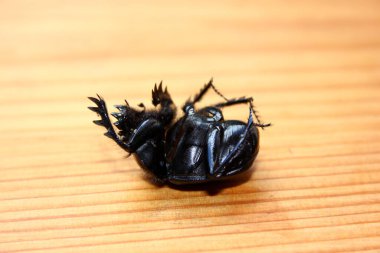 Torre del Lago 'da ölü böcek.