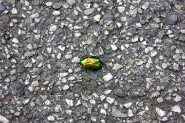 Torre del Lago 'da ölü Goldbeetle