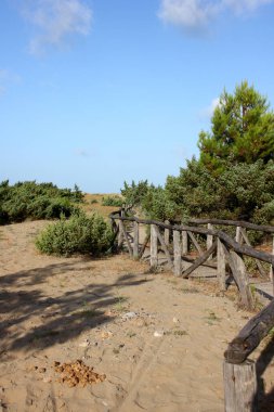 Torre del Lago 'da çam ve çilek çiçeği