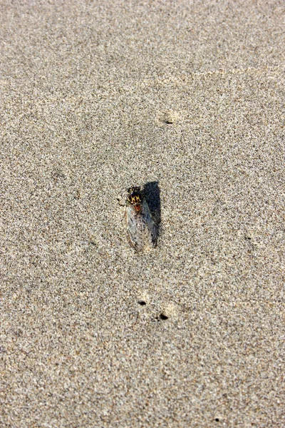 Zing Cicada Bij Torre Del Lago — Stockfoto