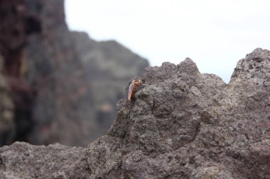 Madeira Adası 'nda farklı jeolojik oluşum 