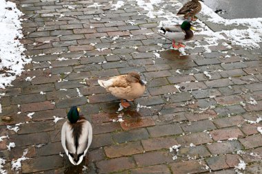 Hamburg Eski Botanik Bahçesi 'nde Farklı Yerler