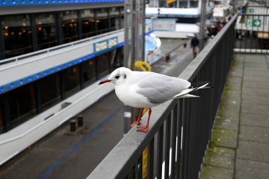 Hamburg Limanı 'ndaki martılar vinçlerin önünde