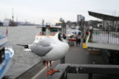 Seagulls at the Hamburg Harbour in front of cranes clipart