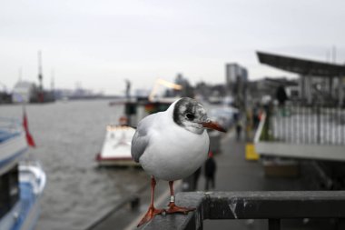 Seagulls at the Hamburg Harbour in front of cranes clipart