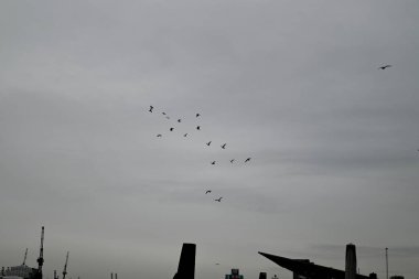 Seagulls at the Hamburg Harbour in front of cranes clipart