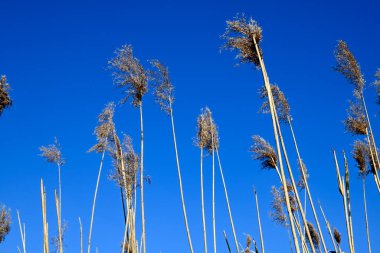 Mavi gökyüzü önünde tarım mahsulü, Hamburg, Almanya