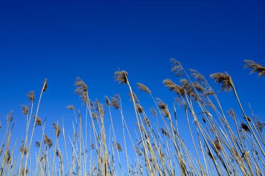 Mavi gökyüzü önünde tarım mahsulü, Hamburg, Almanya
