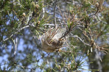 Girit Bitkileri farklı yerlerden, Girit, Yunanistan
