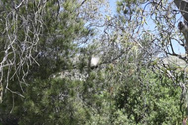 Girit Bitkileri farklı yerlerden, Girit, Yunanistan