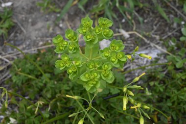 Girit Bitkileri farklı yerlerden, Girit, Yunanistan