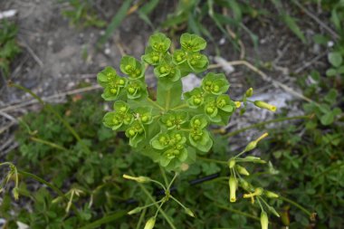 Girit Bitkileri farklı yerlerden, Girit, Yunanistan