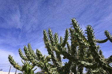 Girit Bitkileri farklı yerlerden, Girit, Yunanistan