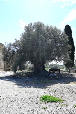 Girit, Girit ve Yunanistan 'da farklı yerlerde Girit ağaçları