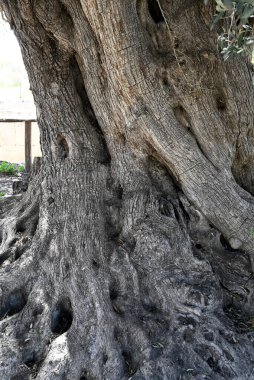 Girit, Girit ve Yunanistan 'da farklı yerlerde Girit ağaçları