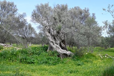 Girit, Girit ve Yunanistan 'da farklı yerlerde Girit ağaçları