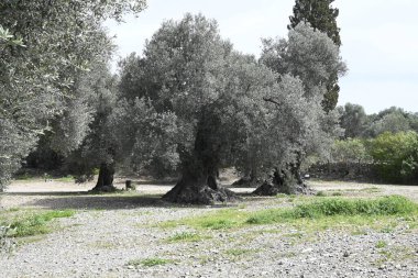Girit Minos Arkeoloji Sitesi Gortyna, Yunan 