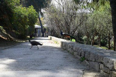 Girit Minos Arkeoloji Sitesi Knossos, Girit, Yunanistan