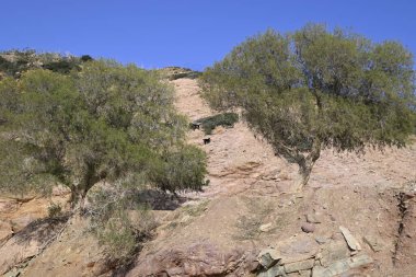 Sadece Girit Keçileri ve gruplar halinde Girit, Yunanistan