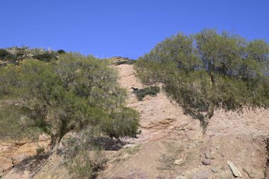 Sadece Girit Keçileri ve gruplar halinde Girit, Yunanistan