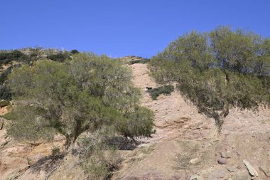 Sadece Girit Keçileri ve gruplar halinde Girit, Yunanistan