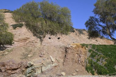 Sadece Girit Keçileri ve gruplar halinde Girit, Yunanistan