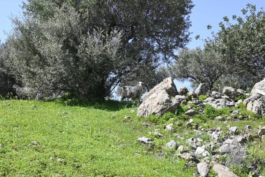 Sadece Girit Keçileri ve gruplar halinde Girit, Yunanistan