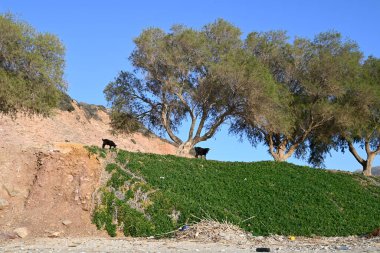 Sadece Girit Keçileri ve gruplar halinde Girit, Yunanistan
