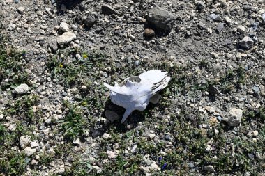 Girit, Yunanistan 'da yerde yatan keçi kafatası