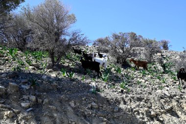 Sadece Girit Keçileri ve gruplar halinde Girit, Yunanistan