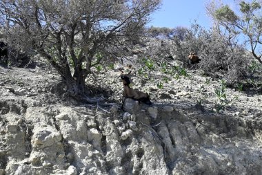 Sadece Girit Keçileri ve gruplar halinde Girit, Yunanistan