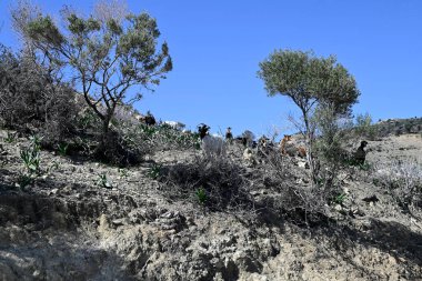 Sadece Girit Keçileri ve gruplar halinde Girit, Yunanistan
