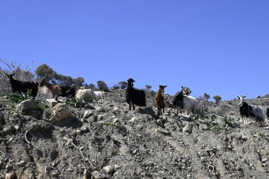 Sadece Girit Keçileri ve gruplar halinde Girit, Yunanistan